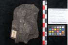 Foto (Objekt + Etikett) von Sphenopteris clentiana Ettingshausen (NHMW-GEO-2024-0188-10281)